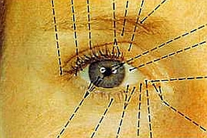 Anatomie de l'oeil et des paupières
