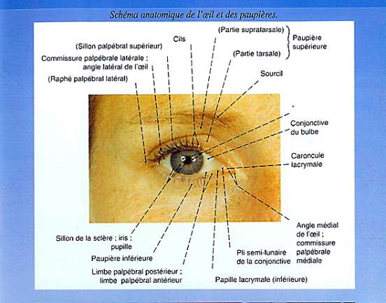 Schéma anatomique de l'oeil et des paupières